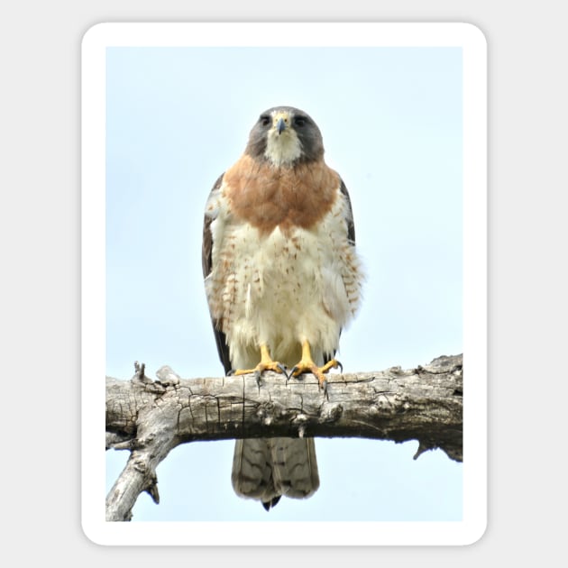 Wild Red Tail Hawk Sticker by Scubagirlamy